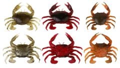 Savage gear LB 3D Manic Crab 5 cm 4 Adet Suni Yem Red & Black Crab