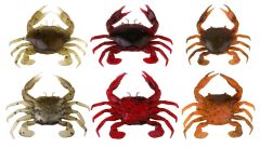 Savage gear LB 3D Manic Crab 5 cm 4 Adet Suni Yem Red & Black Crab