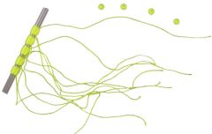 Lineaeffe Stoper Tope L