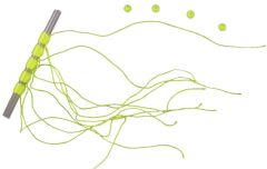 Lineaeffe Stoper Tope S