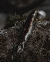 BKK Refrax Jig-Natural Goby 1/0 no 7 gr